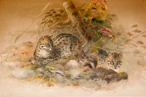 ワガティ猫、1851-69 作： Joseph Wolf